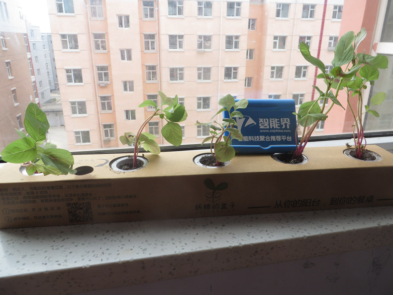 妖精的盒子——放心蔬菜自己種，美味新鮮帶回家